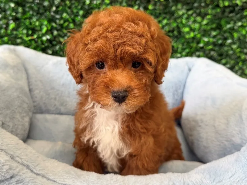 Cavapoo Male