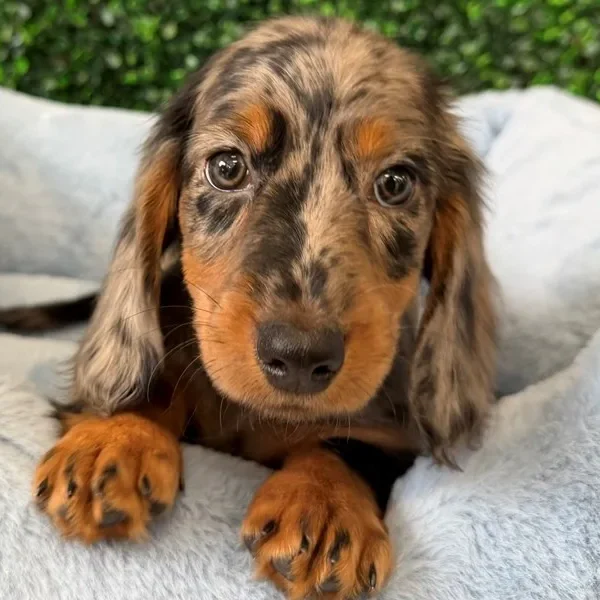 Mini Dachshund male puppy adopted from Wags About You