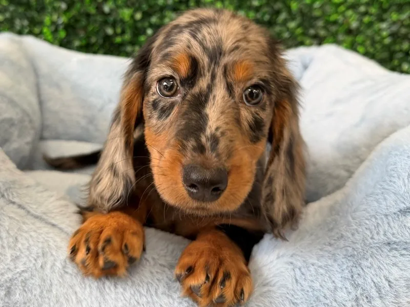 Mini Dachshund Male