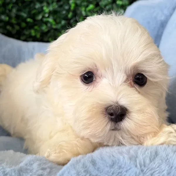 Maltese male puppy adopted from Wags About You
