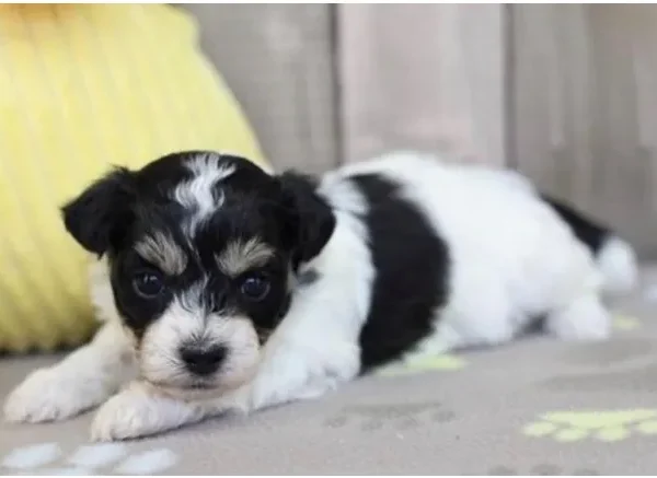 Teddy Bear male puppy adopted from Wags About You