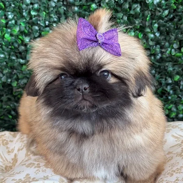 Pekingese female puppy adopted from Wags About You