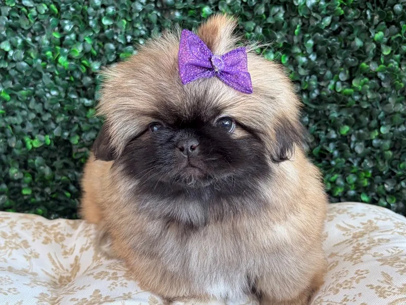 Pekingese Female
