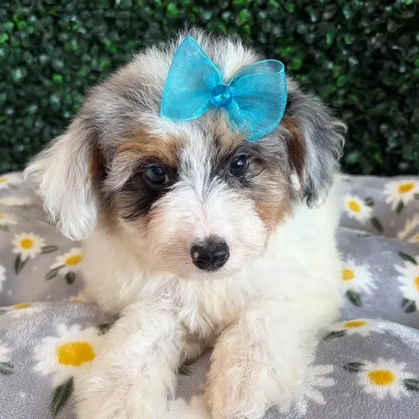 Mini Aussiepoo female puppy adopted from Wags About You