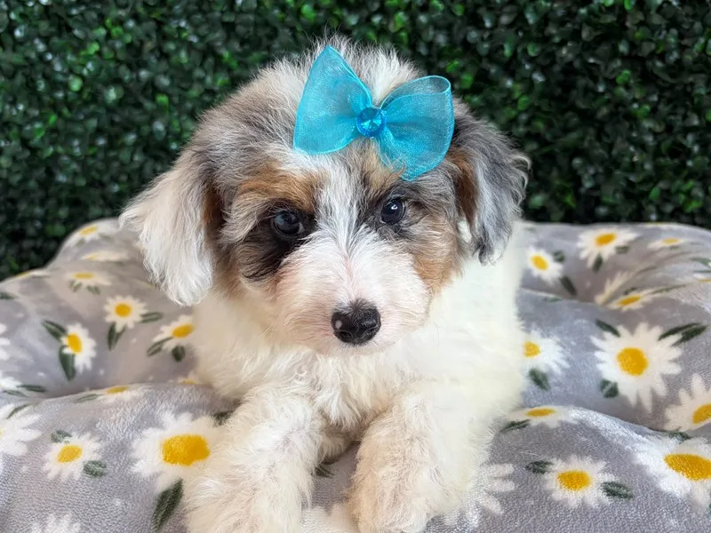 Mini Aussiepoo Female