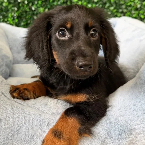 Mini Dachshund male puppy adopted from Wags About You