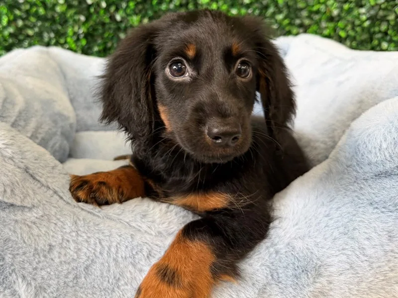 Mini Dachshund Male