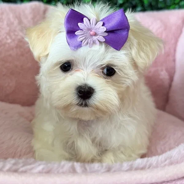 Maltese female puppy adopted from Wags About You