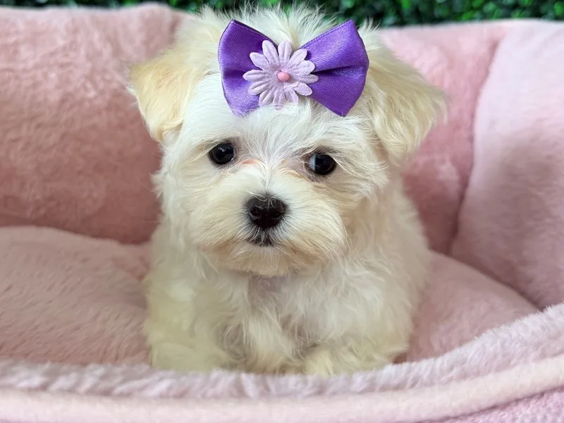 Maltese Female