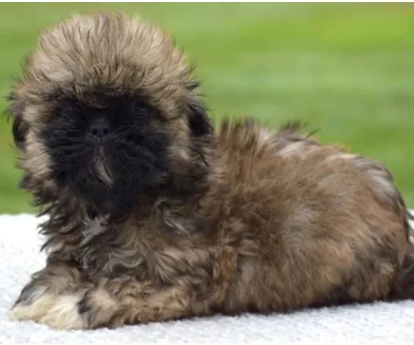 Shih Tzu female puppy adopted from Wags About You