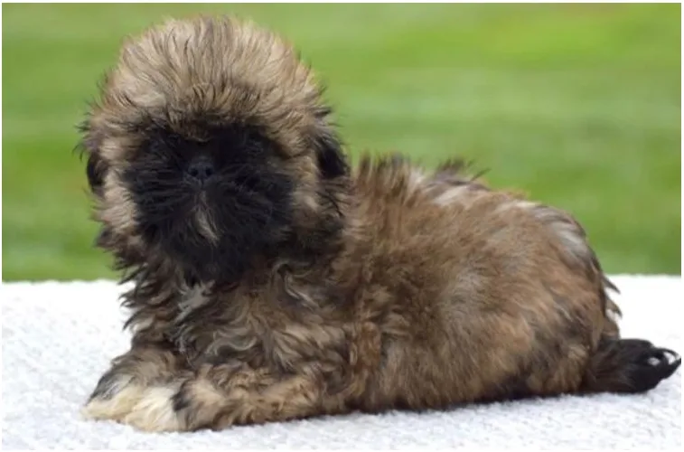 Shih Tzu Female