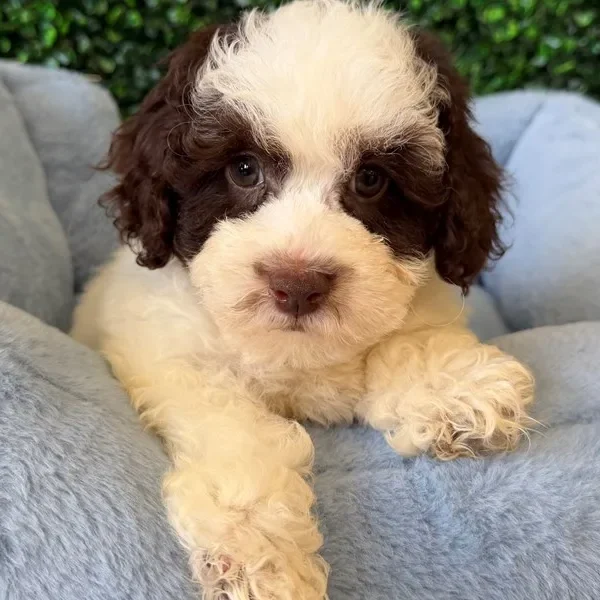 Cockapoo male puppy adopted from Wags About You