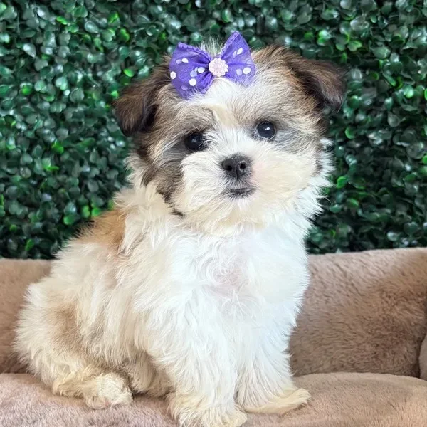 Malti Tzu female puppy adopted from Wags About You