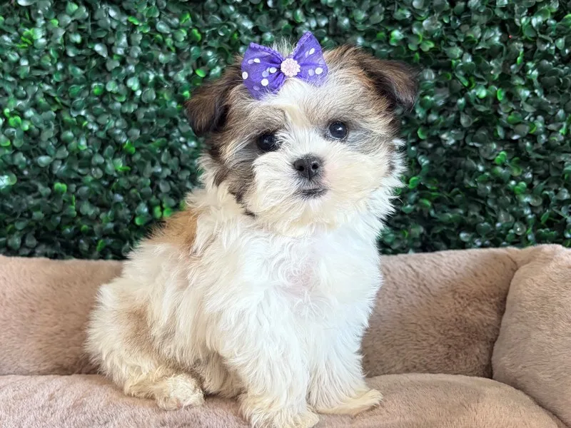 Malti Tzu Female