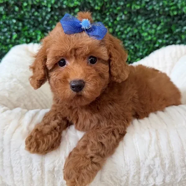 Toy Poodle female puppy adopted from Wags About You