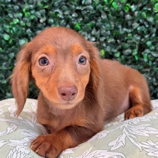 Mini Dachshund female puppy adopted from Wags About You