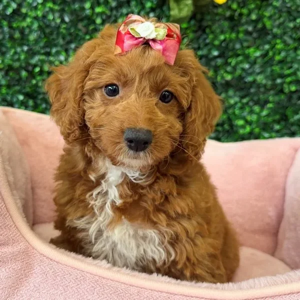 Cavapoo female puppy adopted from Wags About You