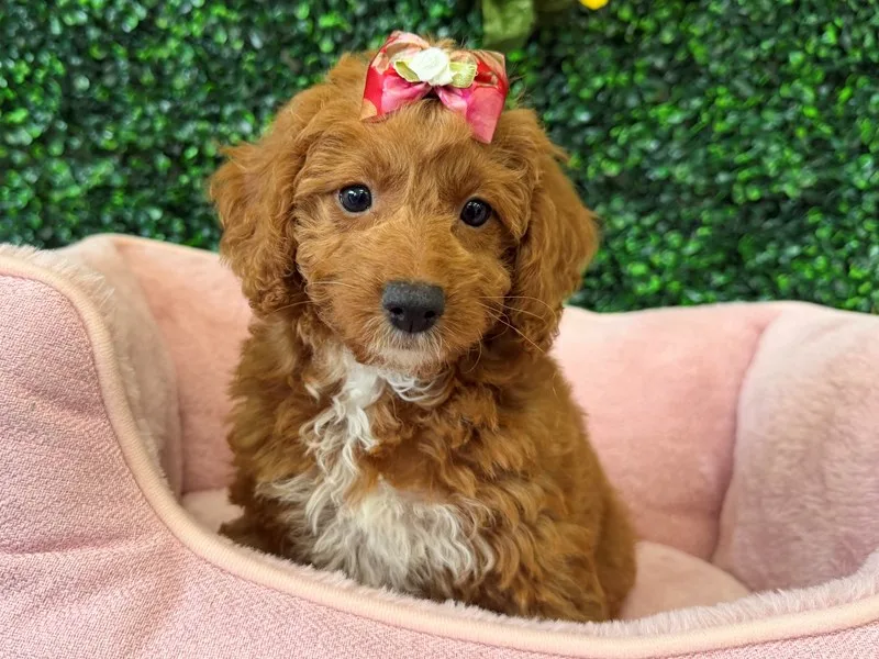 Cavapoo Female