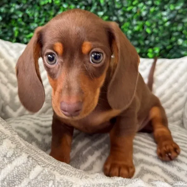 Mini Dachshund female puppy adopted from Wags About You