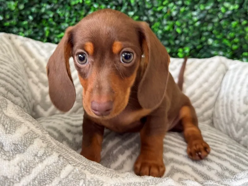 Mini Dachshund Female