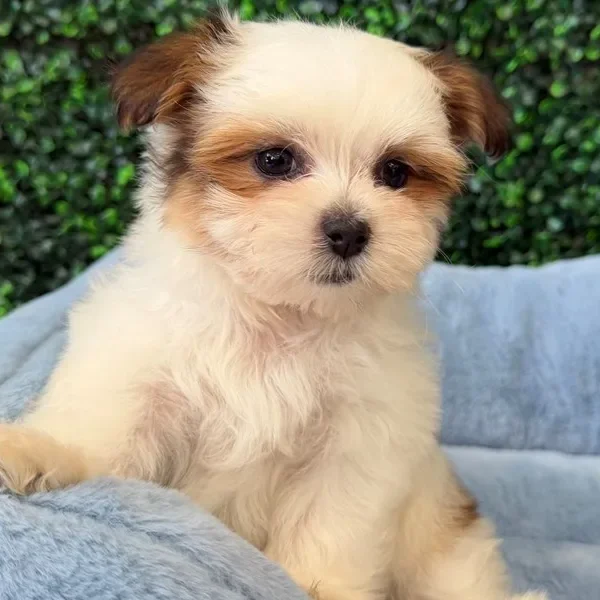 Maltitzu male puppy adopted from Wags About You