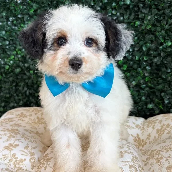Mini Aussiepoo male puppy adopted from Wags About You