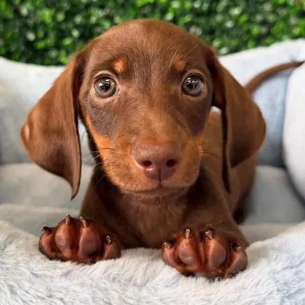 Mini Dachshund male puppy adopted from Wags About You