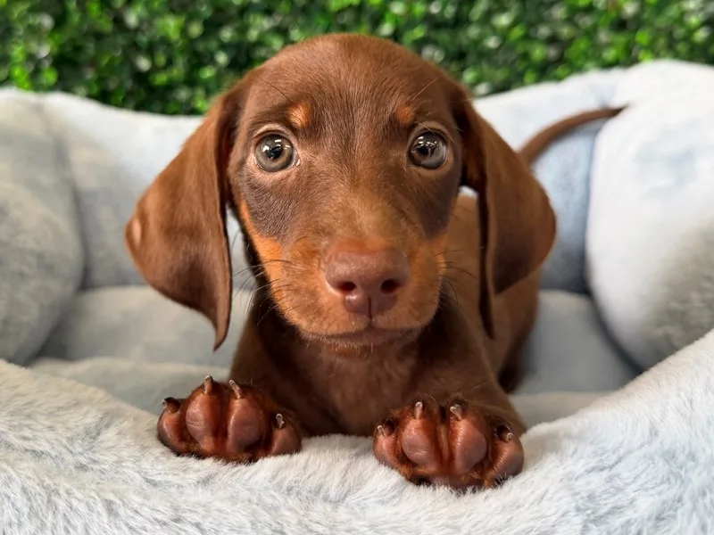 Mini Dachshund Male