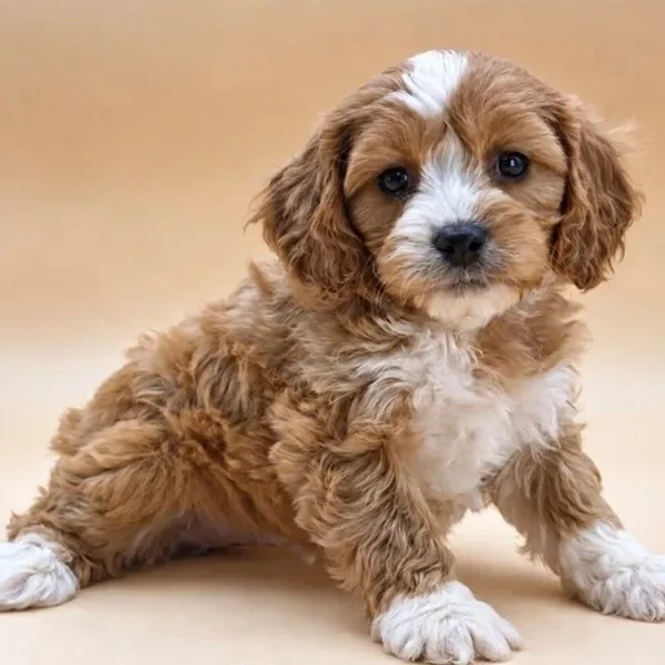 Cavapoo male puppy adopted from Wags About You