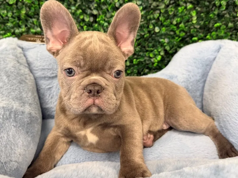 French Bulldog Male
