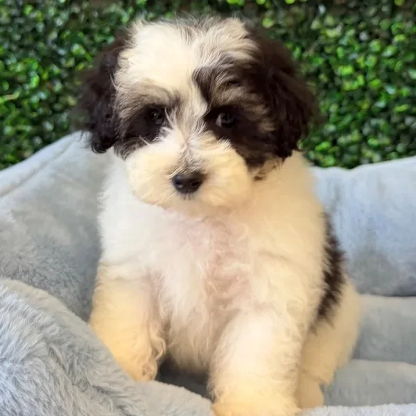 Maltipoo male puppy adopted from Wags About You