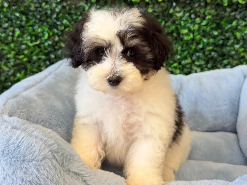 Maltipoo Male