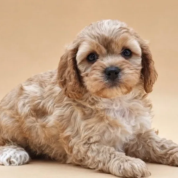 Cavapoo female puppy adopted from Wags About You
