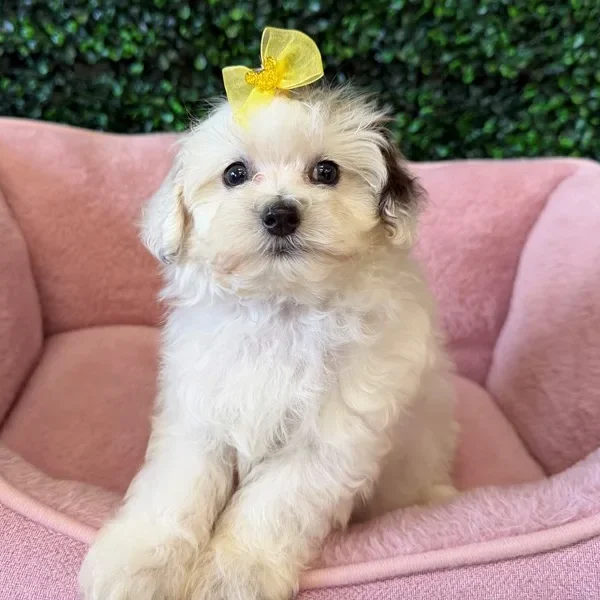 Maltipoo female puppy adopted from Wags About You