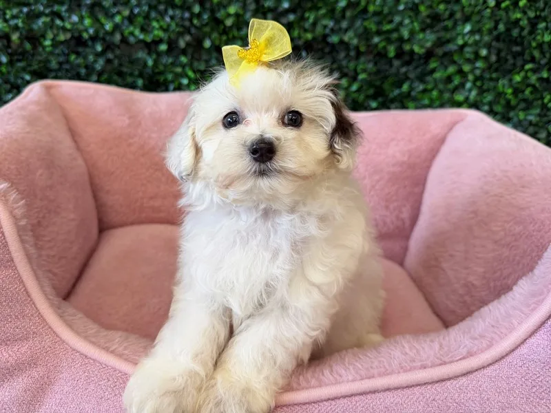 Maltipoo Female