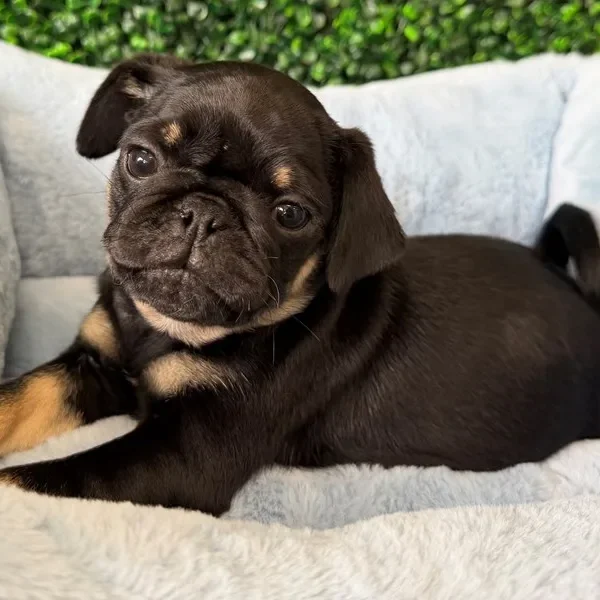 Pug male puppy adopted from Wags About You