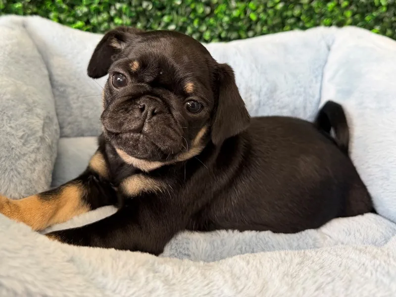 Pug Male