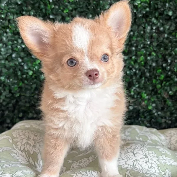 Chihuahua male puppy adopted from Wags About You