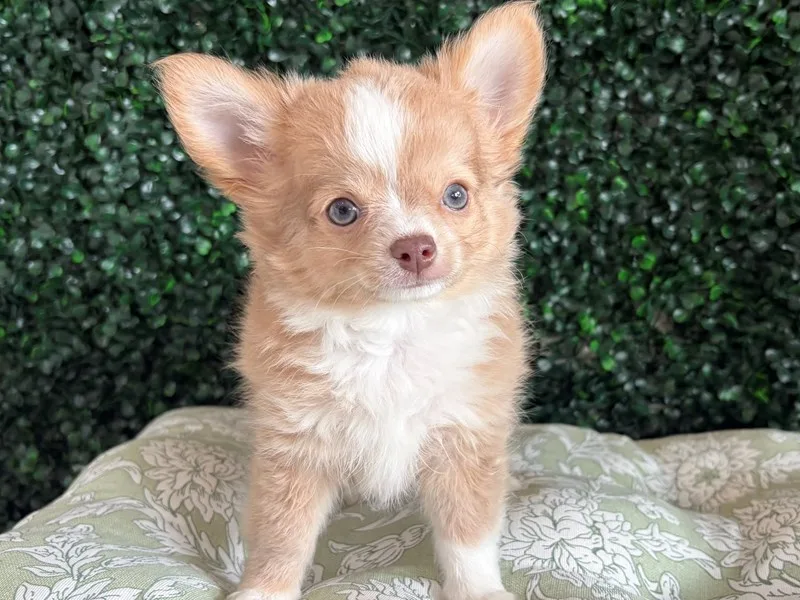 Chihuahua Male