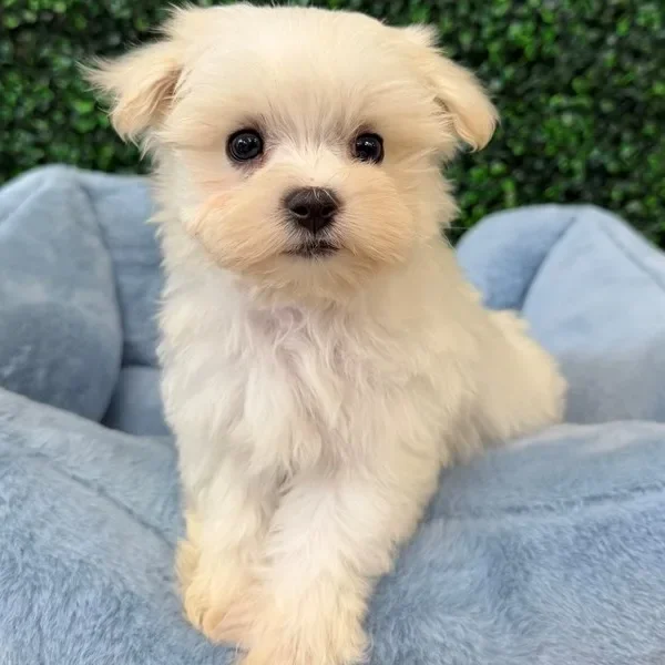 Maltese male puppy adopted from Wags About You