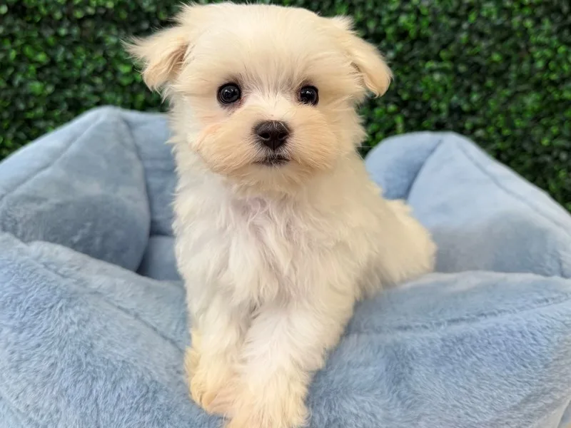 Maltese Male