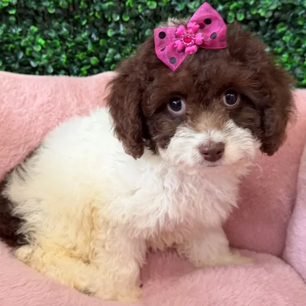 Cockapoo female puppy adopted from Wags About You