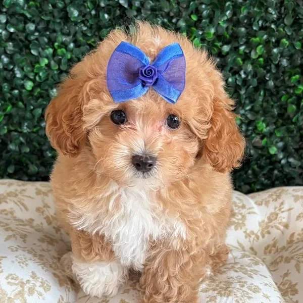 Mini Poodle female puppy adopted from Wags About You