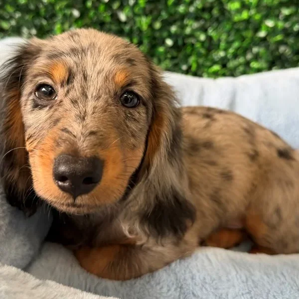 Mini Dachshund male puppy adopted from Wags About You