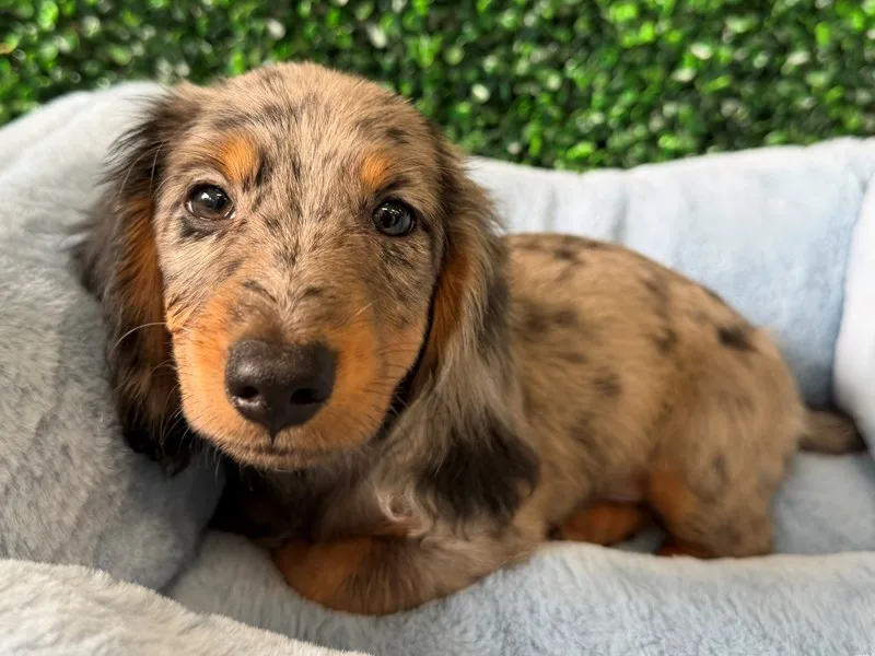 Mini Dachshund Male