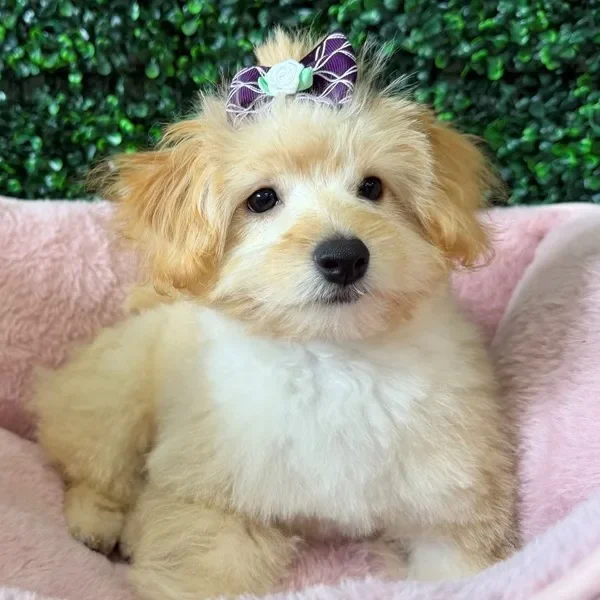 Pomapoo female puppy adopted from Wags About You