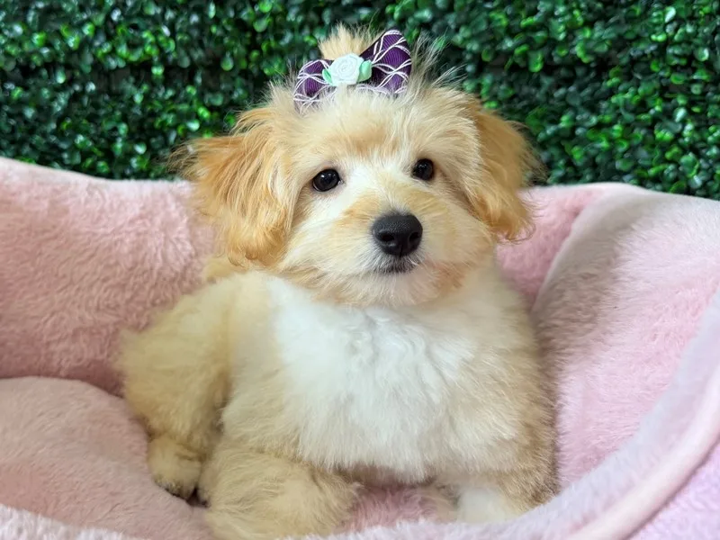 Pomapoo Female