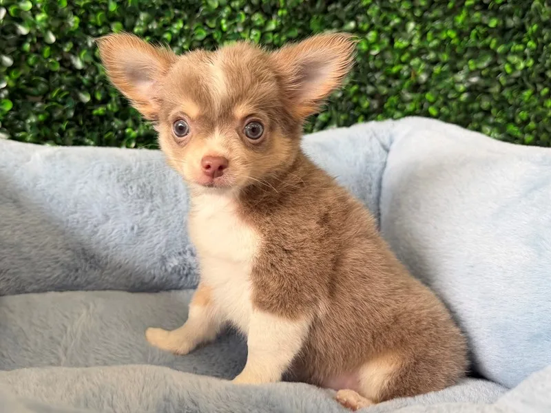 Chihuahua Male
