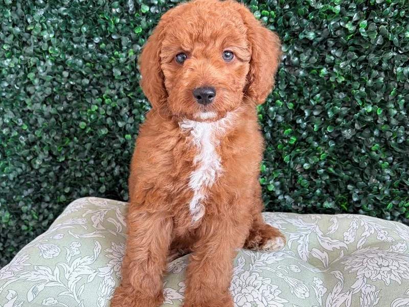 Cavapoo Puppy, Male, Red & White, #939