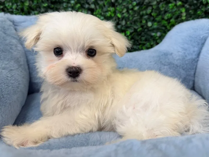 Maltese Puppy, Male, #2261
